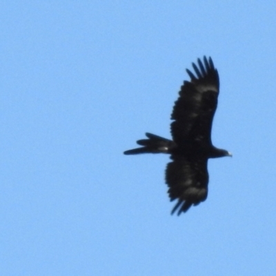 Aquila audax (Wedge-tailed Eagle) at Canyonleigh - 19 Mar 2024 by GlossyGal