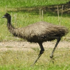 Dromaius novaehollandiae (Emu) at Wingecarribee Local Government Area - 19 Mar 2024 by GlossyGal