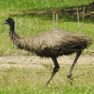 Dromaius novaehollandiae at Wingecarribee Local Government Area - 19 Mar 2024