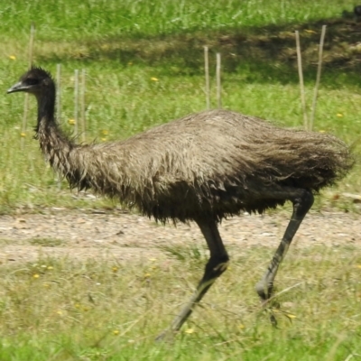 Dromaius novaehollandiae (Emu) at Canyonleigh, NSW - 19 Mar 2024 by GlossyGal