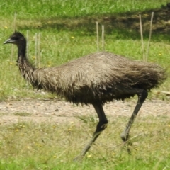 Dromaius novaehollandiae (Emu) at Canyonleigh, NSW - 19 Mar 2024 by GlossyGal