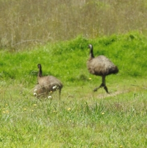 Dromaius novaehollandiae at Wingecarribee Local Government Area - 19 Mar 2024