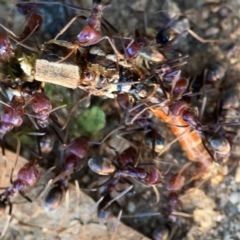 Iridomyrmex purpureus at QPRC LGA - 21 Mar 2024 04:49 PM