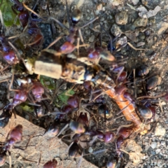 Iridomyrmex purpureus at QPRC LGA - 21 Mar 2024 04:49 PM