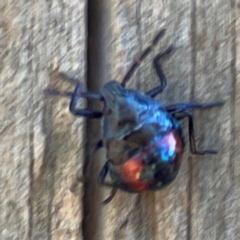 Cermatulus nasalis (Predatory shield bug, Glossy shield bug) at Jerrabomberra Creek - 21 Mar 2024 by Hejor1