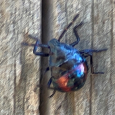 Cermatulus nasalis (Predatory shield bug, Glossy shield bug) at Jerrabomberra Creek - 21 Mar 2024 by Hejor1