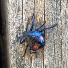 Cermatulus nasalis at Jerrabomberra Creek - 21 Mar 2024 04:48 PM