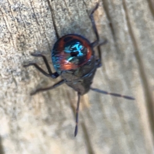 Cermatulus nasalis at Jerrabomberra Creek - 21 Mar 2024