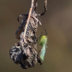 Axarus sp. (genus) (A non-biting midge) at QPRC LGA - 21 Mar 2024 by Hejor1