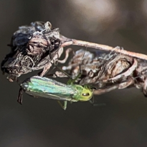 Chironomidae (family) at QPRC LGA - 21 Mar 2024