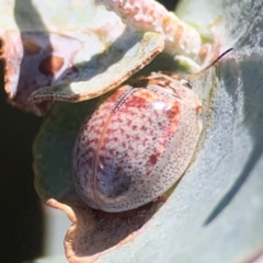 Paropsisterna m-fuscum (Eucalyptus Leaf Beetle) at Jerrabomberra Creek - 21 Mar 2024 by Hejor1