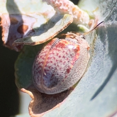 Paropsisterna m-fuscum (Eucalyptus Leaf Beetle) at QPRC LGA - 21 Mar 2024 by Hejor1