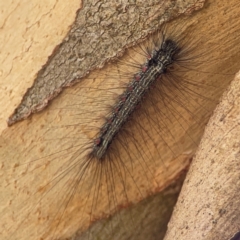 Anestia (genus) (A tiger moth) at Jerrabomberra, NSW - 21 Mar 2024 by Hejor1