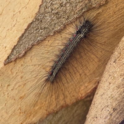 Anestia (genus) (A tiger moth) at Jerrabomberra, NSW - 21 Mar 2024 by Hejor1