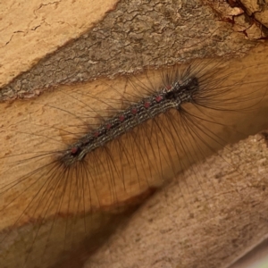 Anestia (genus) at Jerrabomberra Creek - 21 Mar 2024