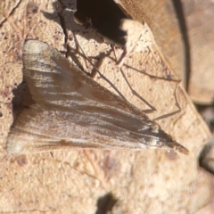 Eudonia cleodoralis at QPRC LGA - 21 Mar 2024 by Hejor1
