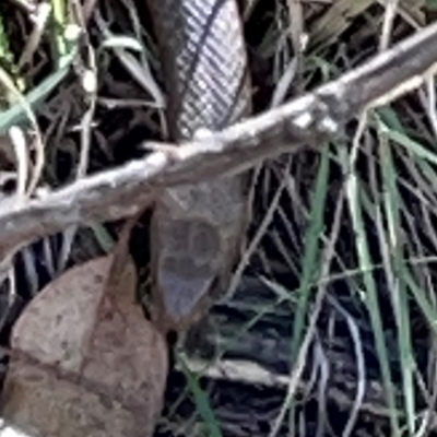 Pseudonaja textilis (Eastern Brown Snake) at Jerrabomberra, NSW - 21 Mar 2024 by Hejor1