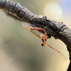 Ephemeroptera (order) (Unidentified Mayfly) at QPRC LGA - 21 Mar 2024 by Hejor1