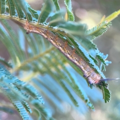 Nataxa flavescens (Nataxa Moth) at QPRC LGA - 21 Mar 2024 by Hejor1