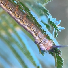 Nataxa flavescens at QPRC LGA - 21 Mar 2024