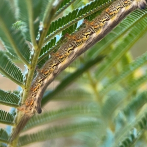 Nataxa flavescens at QPRC LGA - 21 Mar 2024