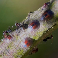 Coccidae sp. (family) at Jerrabomberra, NSW - 21 Mar 2024 by Hejor1