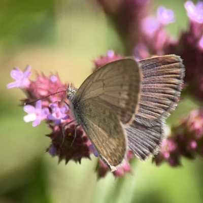 Zizina otis (Common Grass-Blue) at Jerrabomberra Creek - 21 Mar 2024 by Hejor1