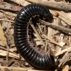 Ommatoiulus moreleti (Portuguese Millipede) at Jerrabomberra Creek - 21 Mar 2024 by Hejor1