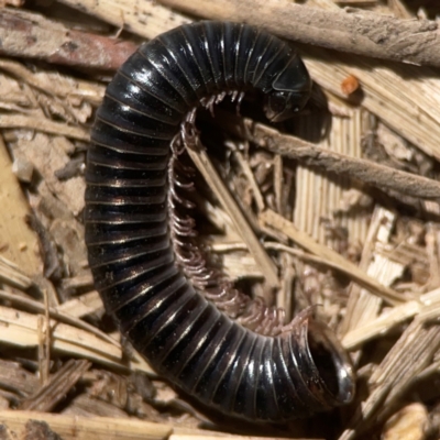 Ommatoiulus moreleti (Portuguese Millipede) at QPRC LGA - 21 Mar 2024 by Hejor1