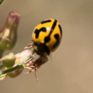 Coccinella transversalis at Jerrabomberra Creek - 21 Mar 2024