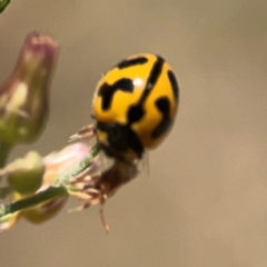 Coccinella transversalis (Transverse Ladybird) at Jerrabomberra Creek - 21 Mar 2024 by Hejor1
