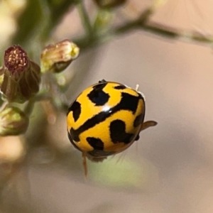 Coccinella transversalis at Jerrabomberra Creek - 21 Mar 2024