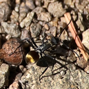 Polyrhachis ammon at QPRC LGA - 21 Mar 2024