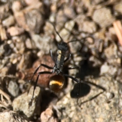 Polyrhachis ammon at QPRC LGA - 21 Mar 2024 03:22 PM