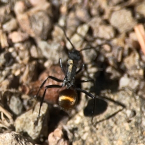 Polyrhachis ammon at QPRC LGA - 21 Mar 2024