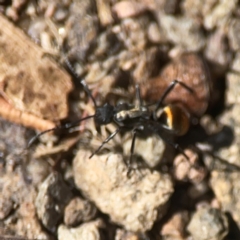 Polyrhachis ammon at QPRC LGA - 21 Mar 2024 03:22 PM