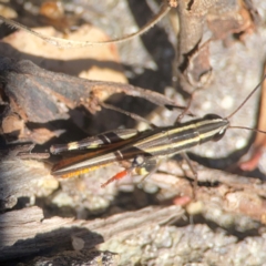 Macrotona sp. (genus) (Macrotona grasshopper) at QPRC LGA - 21 Mar 2024 by Hejor1