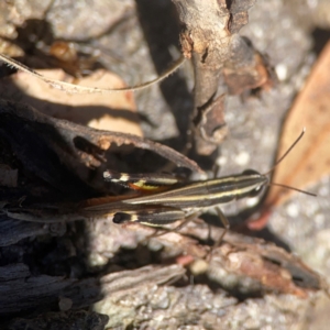 Macrotona sp. (genus) at QPRC LGA - 21 Mar 2024