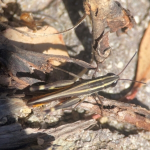 Macrotona sp. (genus) at QPRC LGA - 21 Mar 2024