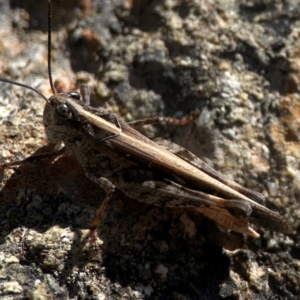 Heteropternis obscurella at QPRC LGA - 21 Mar 2024 03:17 PM