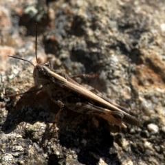 Heteropternis obscurella at QPRC LGA - 21 Mar 2024