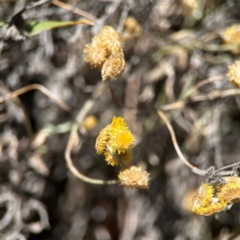 Chrysocephalum apiculatum (Common Everlasting) at QPRC LGA - 21 Mar 2024 by Hejor1