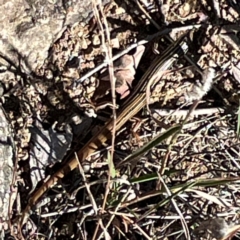 Ctenotus taeniolatus (Copper-tailed Skink) at Jerrabomberra, NSW - 21 Mar 2024 by Hejor1