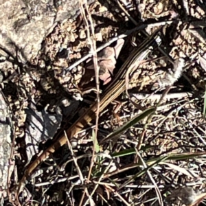 Ctenotus taeniolatus at Jerrabomberra Creek - 21 Mar 2024 03:14 PM