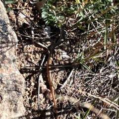 Ctenotus taeniolatus at Jerrabomberra Creek - 21 Mar 2024