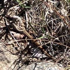 Ctenotus taeniolatus at Jerrabomberra Creek - 21 Mar 2024