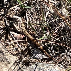 Ctenotus taeniolatus at Jerrabomberra Creek - 21 Mar 2024