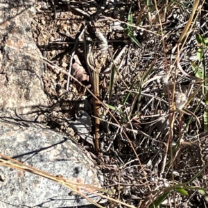 Ctenotus taeniolatus at Jerrabomberra Creek - 21 Mar 2024