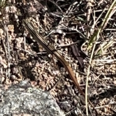 Ctenotus taeniolatus at Jerrabomberra Creek - 21 Mar 2024