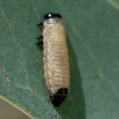 Paropsisterna cloelia (Eucalyptus variegated beetle) at QPRC LGA - 21 Mar 2024 by Hejor1